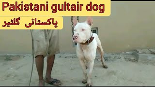 Gultair Dog  Fighter Gultair In Pakistan dogs  village life Pakistan [upl. by Lienad811]