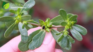 Seeds of the Common Purslane and Dill Plant it only once in the garden [upl. by Accebor762]