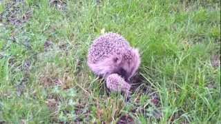 Newborn hedgehog nyfödd igelkott [upl. by Ahsier]