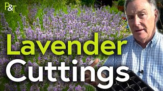 How to Take Lavender Cuttings and Propagate Lavender  Pots amp Trowels [upl. by Suvart705]