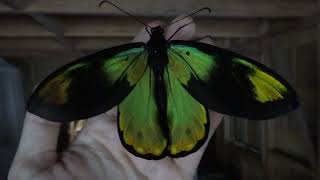 Queen Victoria Birdwing freshly emerged [upl. by Ddart]