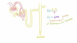 Inulin and PAH and their use in measuring GFR and RPF [upl. by Yenmor353]