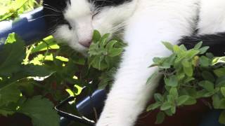 What Does Catnip Do To A Cats Brain [upl. by Galatia]