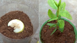 How to grow guava tree faster [upl. by Eidnarb656]