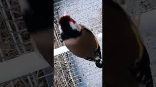 chardonneret goldfinch jilguero nature love beautiful chant [upl. by Herod686]