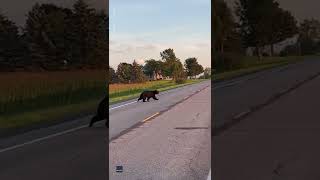 Bear looks both ways before carefully crossing New York highway  USA TODAY Shorts [upl. by Neom763]