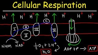 Cellular Respiration [upl. by Corry]