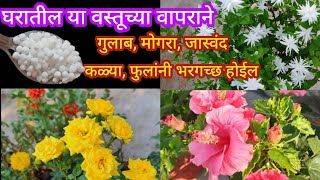 सर्व फुलांच्या झाडांना दया हे घरगुती खतOrganic fertilizerspgardeningmarathi [upl. by Ys]