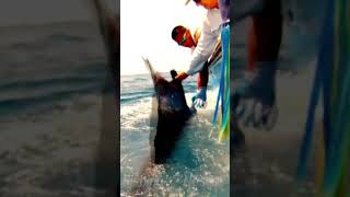 More Sailfish Action  Costa Rica centralamerica fish costarica [upl. by Alie989]