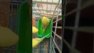 believerpets24popilarbirds birdsviralviralvideopopolarvideoforyousunscribelikepopular [upl. by Fortunio377]