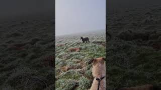 hunting ferreting rabbiting lurcher fieldsports workingdog sukithesaluki rabbitexpress [upl. by Nogaem]