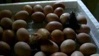 OUR INCUBATOR CHICKEN EGGS HATCHING [upl. by Ardnuyek]