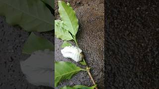 Megalopyge opercularis  oruga peluche conocidas como IPA COPA en colombia🌱🤠 🇨🇴 [upl. by Latrice828]