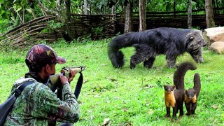 BERBURU‼️BINTURONG HITAM BESAR DAN TUPAI LIAR DI PERKAMPUNGAN [upl. by Adnilemreh]