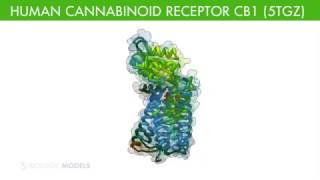 Cannabanoid Receptor Complex [upl. by Sosanna]