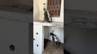 Beautiful peacock abdulhafeezmadinabazarviralvideoshortsfeed [upl. by Zil]