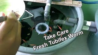 How To Take Care Fresh Tubifex Worm [upl. by Adnolay]