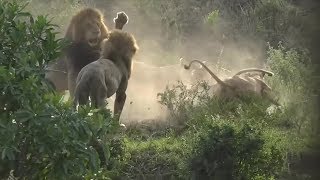 SafariLive March 26 Oloololo lion cubs killed by another lion pride [upl. by Ynelram]