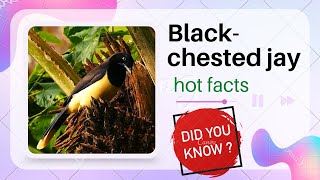 blackchested jay facts [upl. by Aivad]