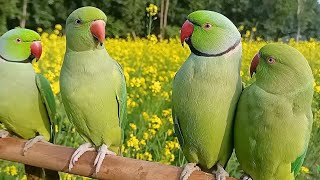 Ringneck Talking Parrot Natural SoundsVoice [upl. by Arakihc]