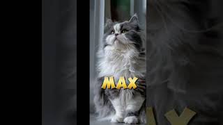 Top 5 famous cat names😀cat catnames edit catbreeds [upl. by Wymore919]