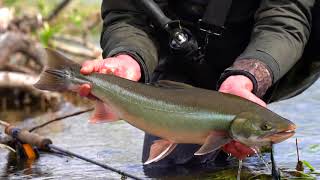 Dolly Varden On Topwater [upl. by Nitsua]