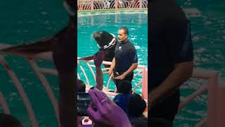 Dolphin show in Dammam KSA [upl. by Gamin778]