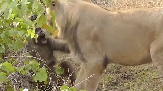 This is Why Lions Hunt Baboons [upl. by Babcock]