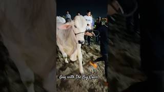 Huge White Brahman Bull With Amazing Body Fitness  cow bull agro ranch farming [upl. by Khichabia467]