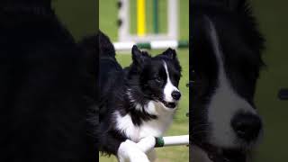 Intelligent Dogs The Border Collie [upl. by Asilenna]