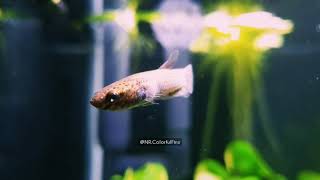 Betta Channoides alias Snakehead Betta [upl. by Illah]