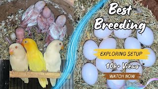 Albino Personata Successful Breeding Setup Aviary [upl. by Catherin828]