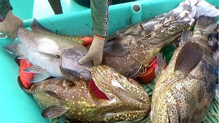 BIGGEST Goliath Grouper Ever Caught Back to Back [upl. by Savvas117]