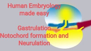 Human Embryology made easy Gastrulation notochord formation and neurulation [upl. by Shih]