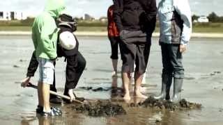 Wadden Sea Tours [upl. by Ocnarf]