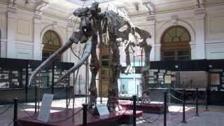 Museo di Storia Naturale di Genova Info tour per crocieristi Liveboat Crociere [upl. by Dan]