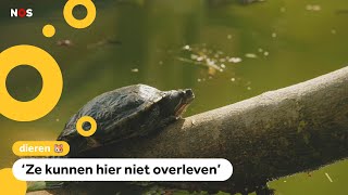 Opvang voor gedumpte schildpadden geopend [upl. by Nwahc]