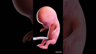 Human fetus 3d Animation biology 3dAnimationofhumanfetusembryodevelopmentshortembryogenesis [upl. by Berke366]