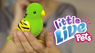 Little Live Pets Ptaszek [upl. by Oiram]