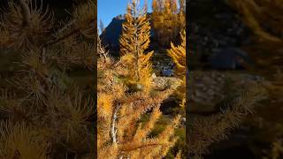 Larch season is here and Washington’s high alpine areas are exploding with color washington larch [upl. by Rosol]