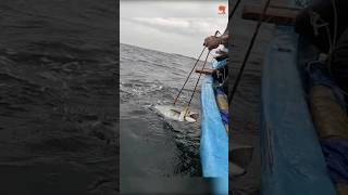 King Fish Caught Using Live Mackerel Fish as Bait fishing fishingvideo oceanfishing [upl. by Luapnoj]