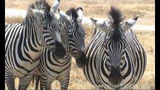 Ngorongoro Crater  Big Cats on Safari in Tanzania [upl. by Aekahs]