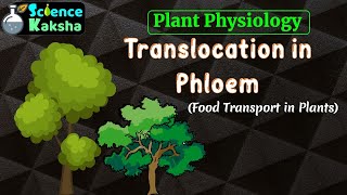 TRANSLOCATION IN PHLOEM  FOOD TRANSPORT IN PLANT  CSIR NET  PLANT PHYSIOLOGY [upl. by Rednasxela]