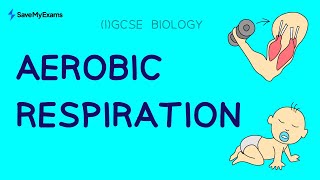 What Is Aerobic Respiration  GCSE amp IGCSE Biology [upl. by Romina658]