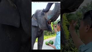 Elephant is feeding watermelon 🍉 [upl. by Druci]