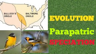 Evolution  Parapatric Speciation [upl. by Esilegna]