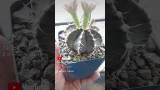 Gymnocalycium mihanovichii cactusmania plantas succulents cactus cactuslovers mammillaria [upl. by Ydiarf875]