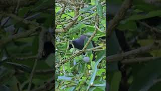 Kokako eats leaves and sings birds NZendemic wildlife NewZealandBirds Kokako bluewattledcrow [upl. by Atiugram]