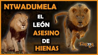 NTWADUMELA  El León Asesino de Hienas [upl. by Naujtna]