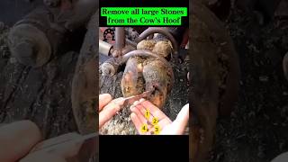 Remove all large Stones from the Cow’s Hoof fyp viral cow hoof hoofcare hoofpicking stone [upl. by Leon283]